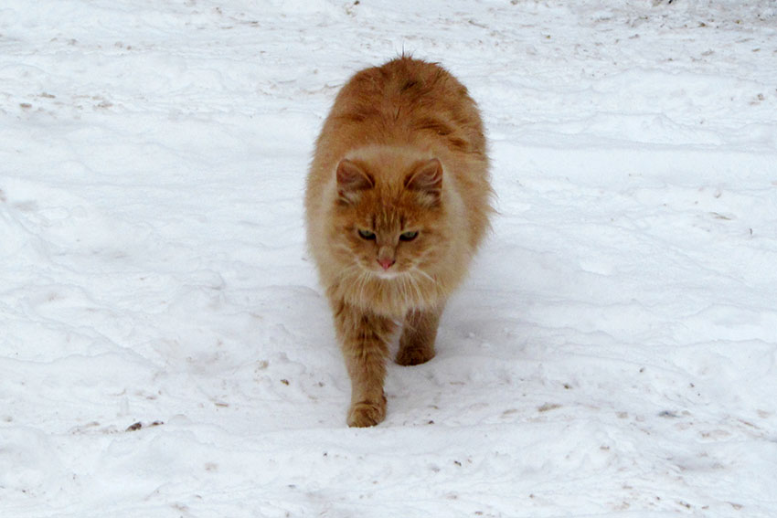 Зимние котики