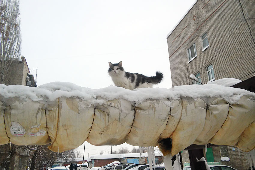 Мартовские коты 2019