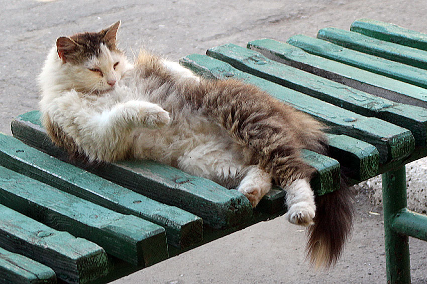 Котяра на лавке