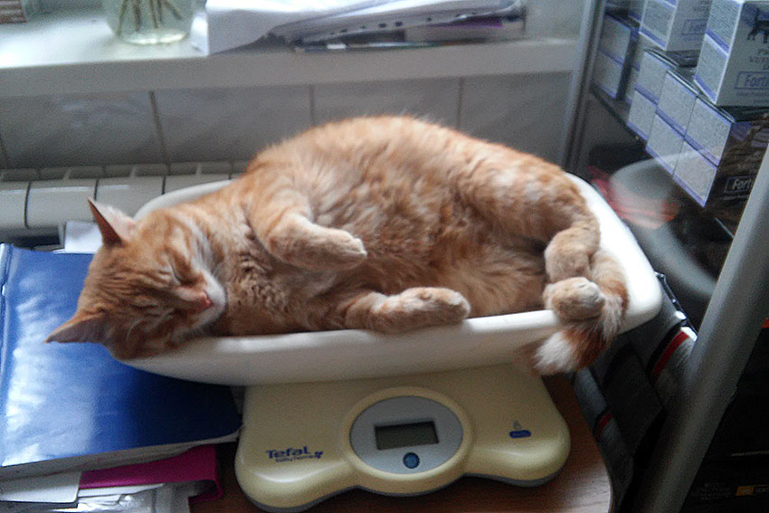 Котяки