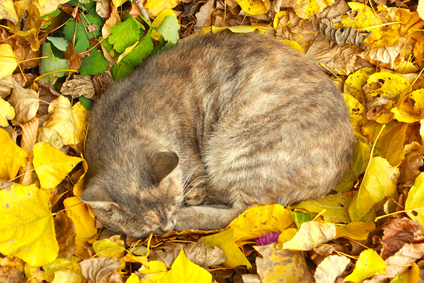 Котяры