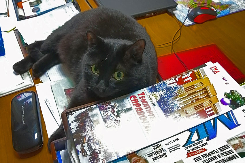 Коты и кошки
