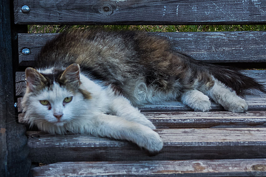 Кошаки