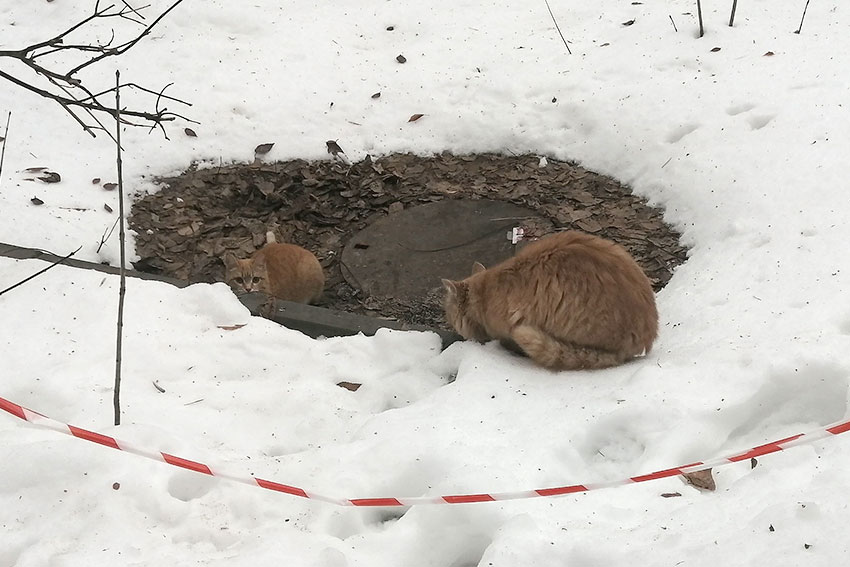 Рыжая любовь