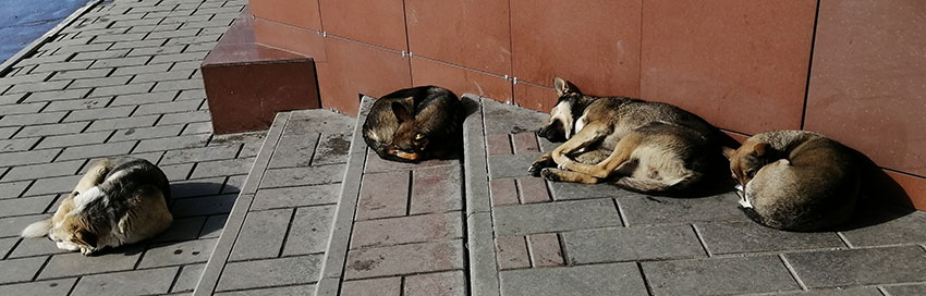 Наступает апокалипсис