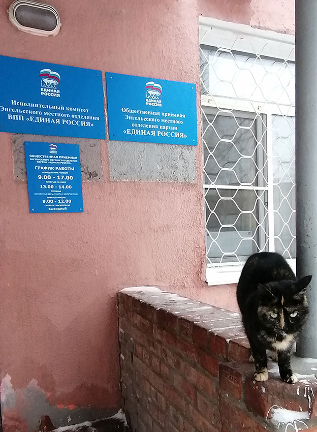 Из жизни кошек