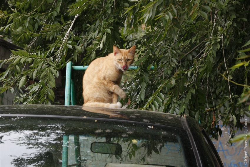 Высоко сижу Высоко сижу