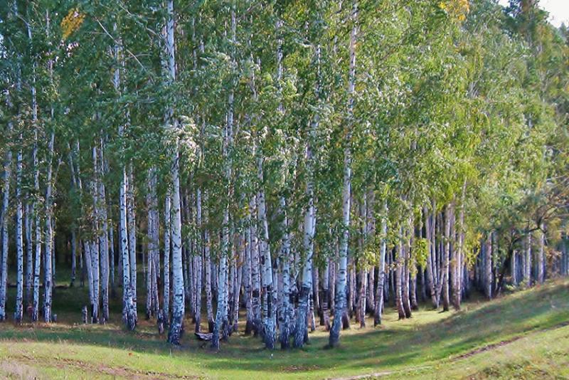 Берёзовая роща на озере Став. Фото Лялькова.