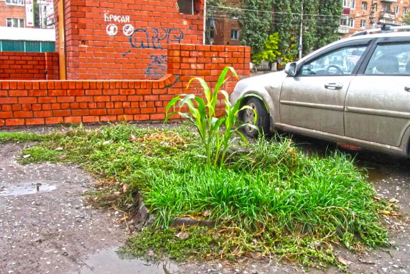 За то рядом выросла кукуруза.