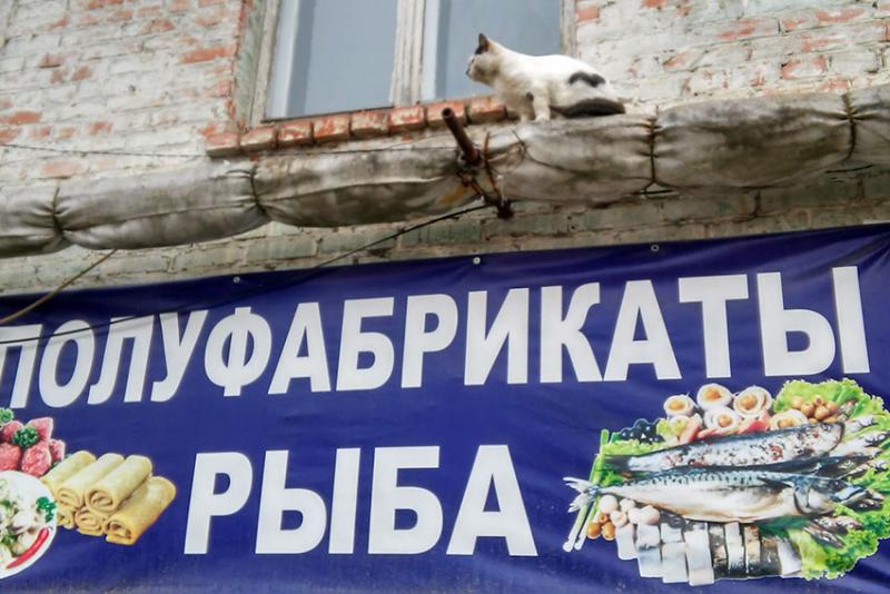 Где рыба!