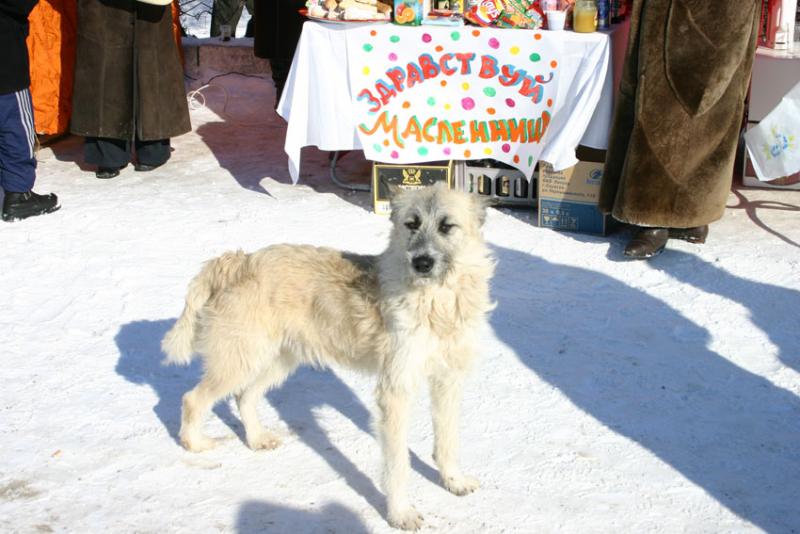 Эх масляница!