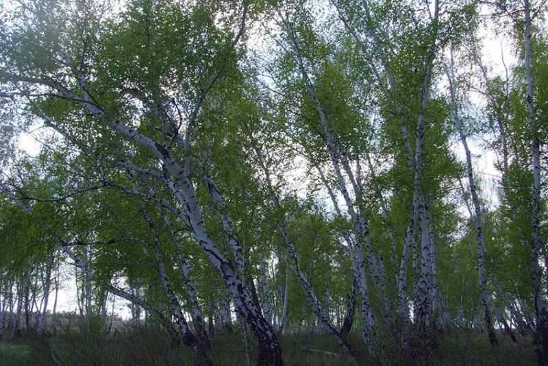 Берёзовая роща. Берёзовая роща.